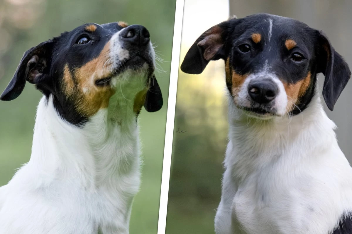 Mini-Mischling entging nur knapp dem Tod: Ist Angi der richtige Hund für Dich?
