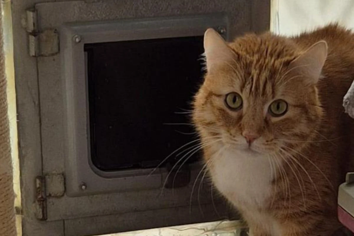 Er braucht Sicherheit und Geborgenheit: Wer schenkt Kater Phil ein Zuhause?