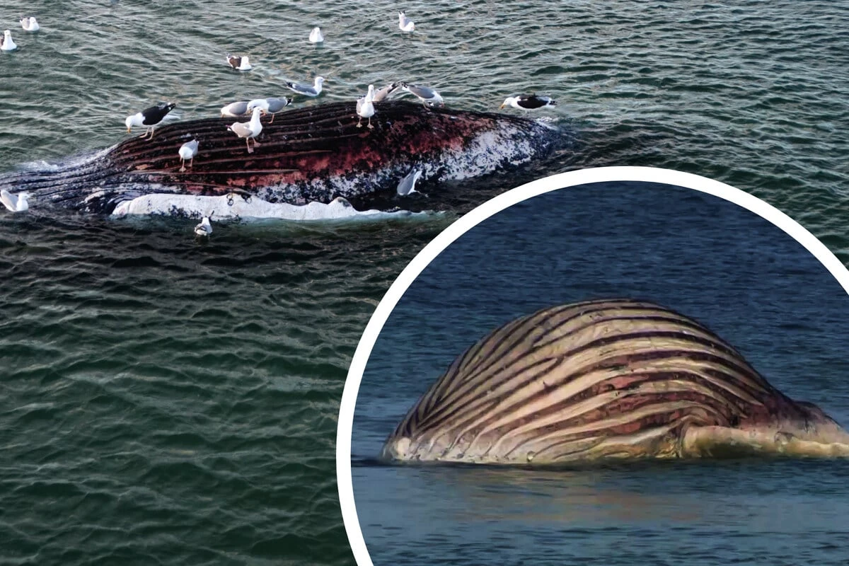 Wann platzt Timmy? Walkadaver vor Anholt ist extrem aufgebläht