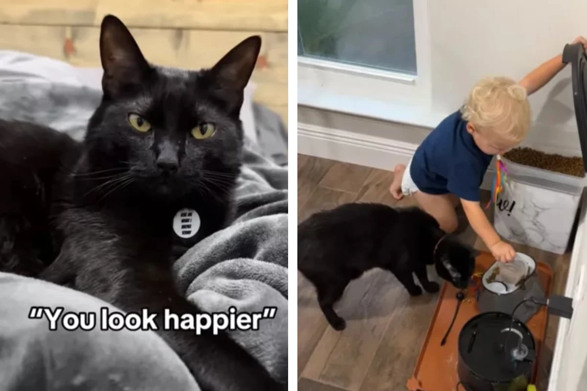 Mutter ist sprachlos, als sie sieht, wie Katze ihren Sohn 