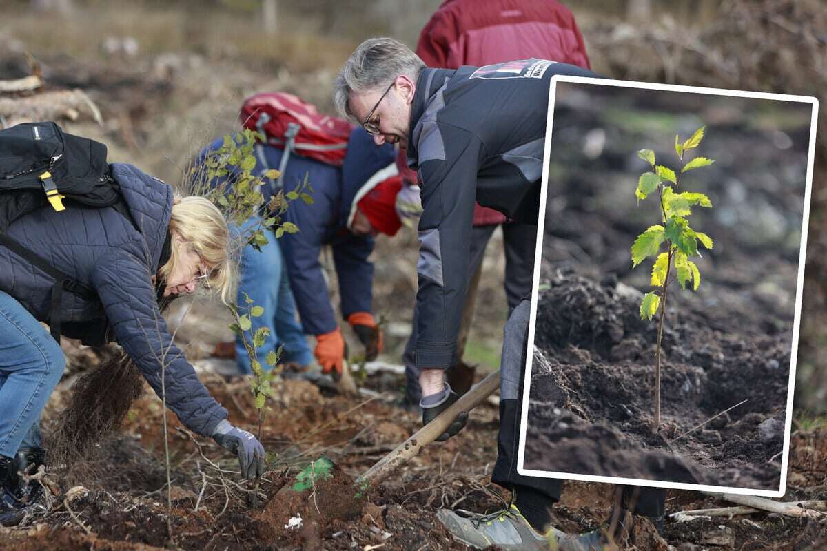 Tausende Setzlinge: Freiwillige pflanzen Bäume im Harz