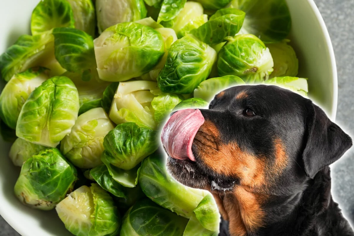 Giftig oder nicht: Dürfen Hunde Rosenkohl fressen?