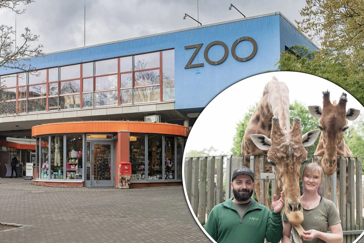 Zungenkuss mit einer Giraffe: TikToker Dr. Emkus testet Job als Tierpfleger im Zoo Dresden