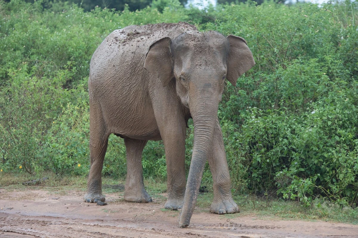 Elefant greift kleines Mädchen an, trampelt es tot