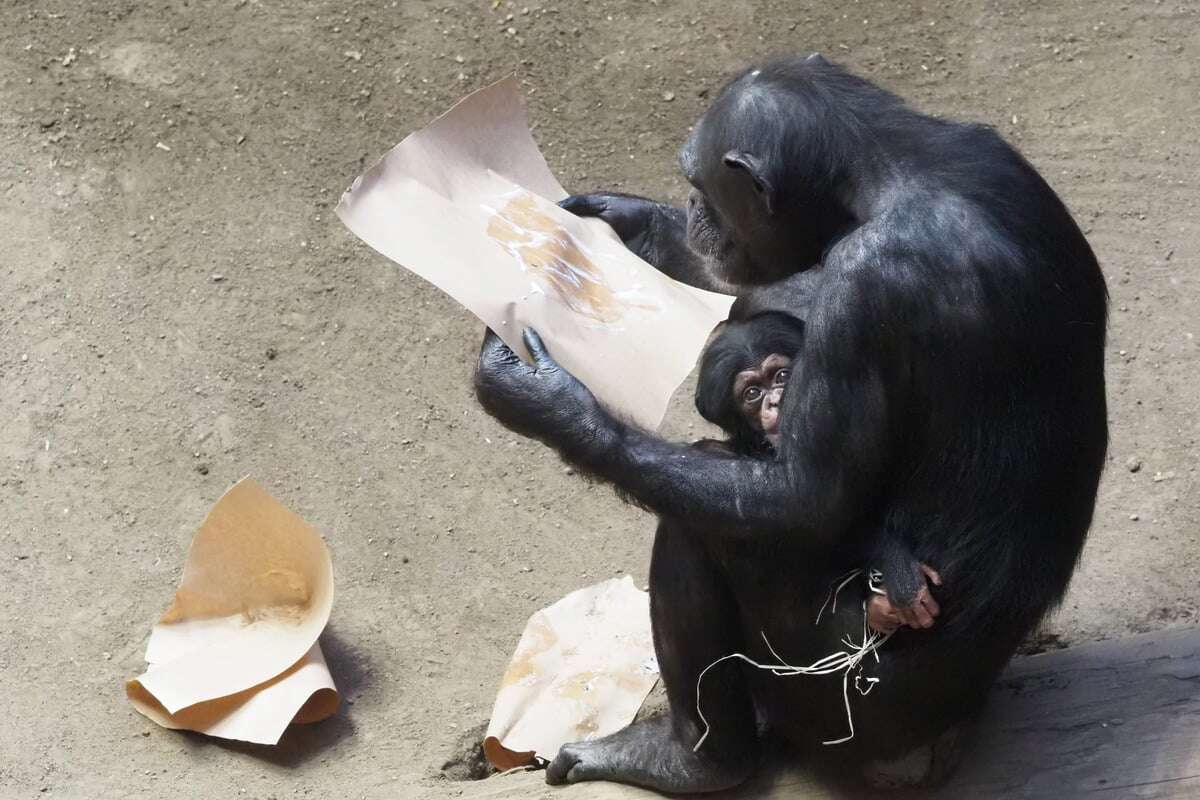 Getauft! Leipziger Schimpansen-Baby hat endlich einen Namen