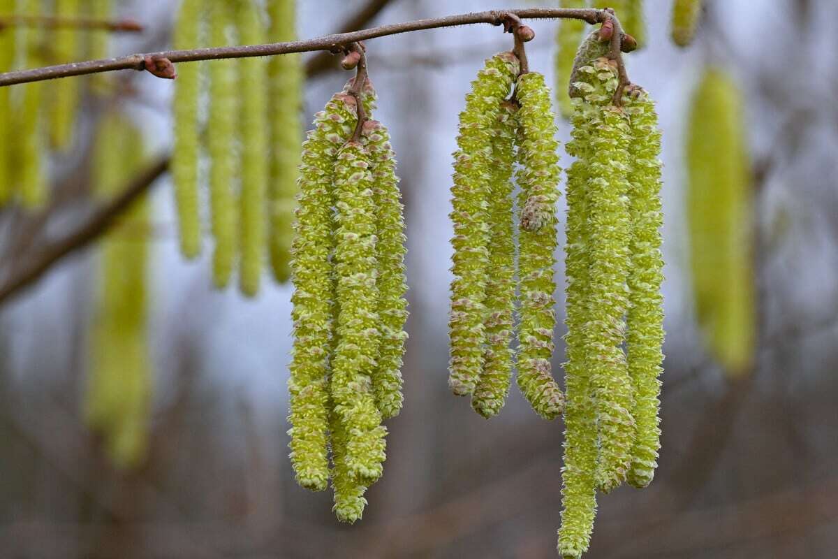 Kommt jetzt der Frühling? Natur-Schauspiele sind eindeutiges Indiz