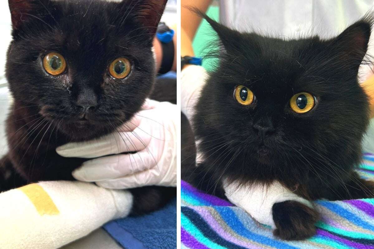 Schwarze Kater wohl aus Fenster gestürzt: Happy End an Halloween?