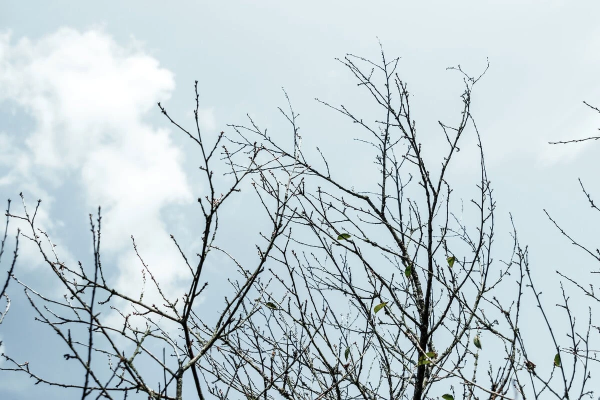 Plötzlich kahl: Warum verliert Dein Kirschbaum Blätter im August?