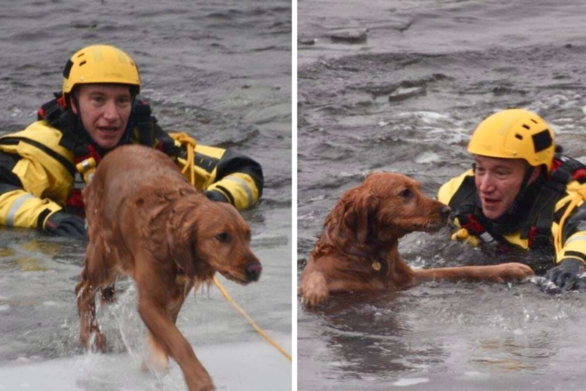 Golden Retriever 