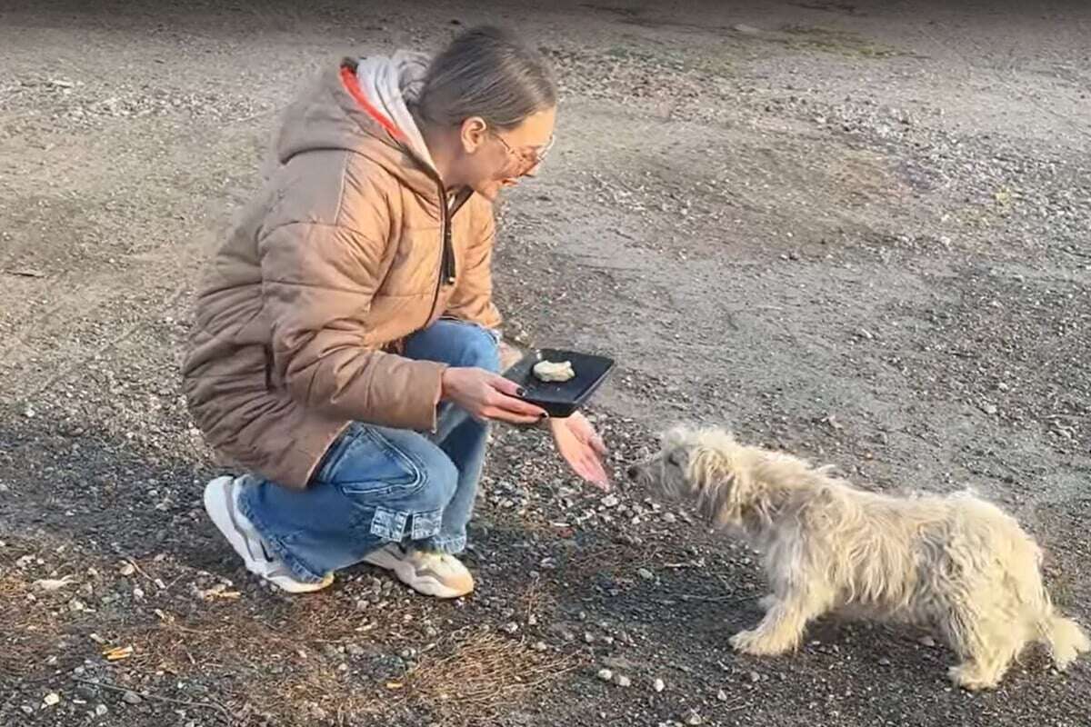 Frau rettet einsamen Hund: Als er beim Tierarzt ist, wird es herzzerreißend