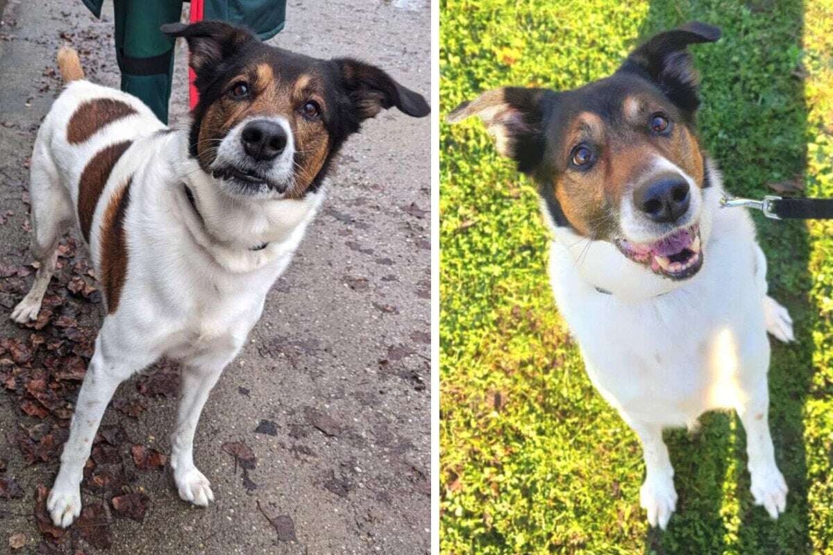 Mischling aus Collie und Schäferhund: Jim hofft auf bessere Zeiten