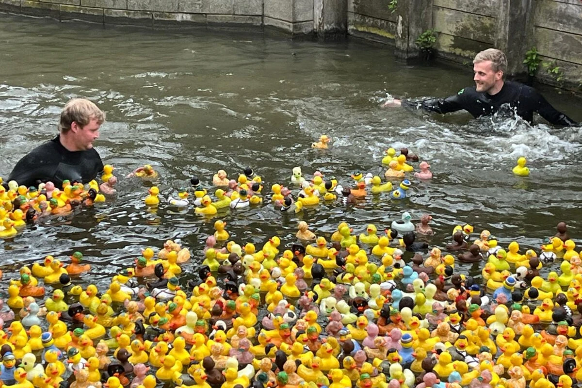 24. traditionelles Entenrennen: 2500 Gummienten werden in Fleet gekippt