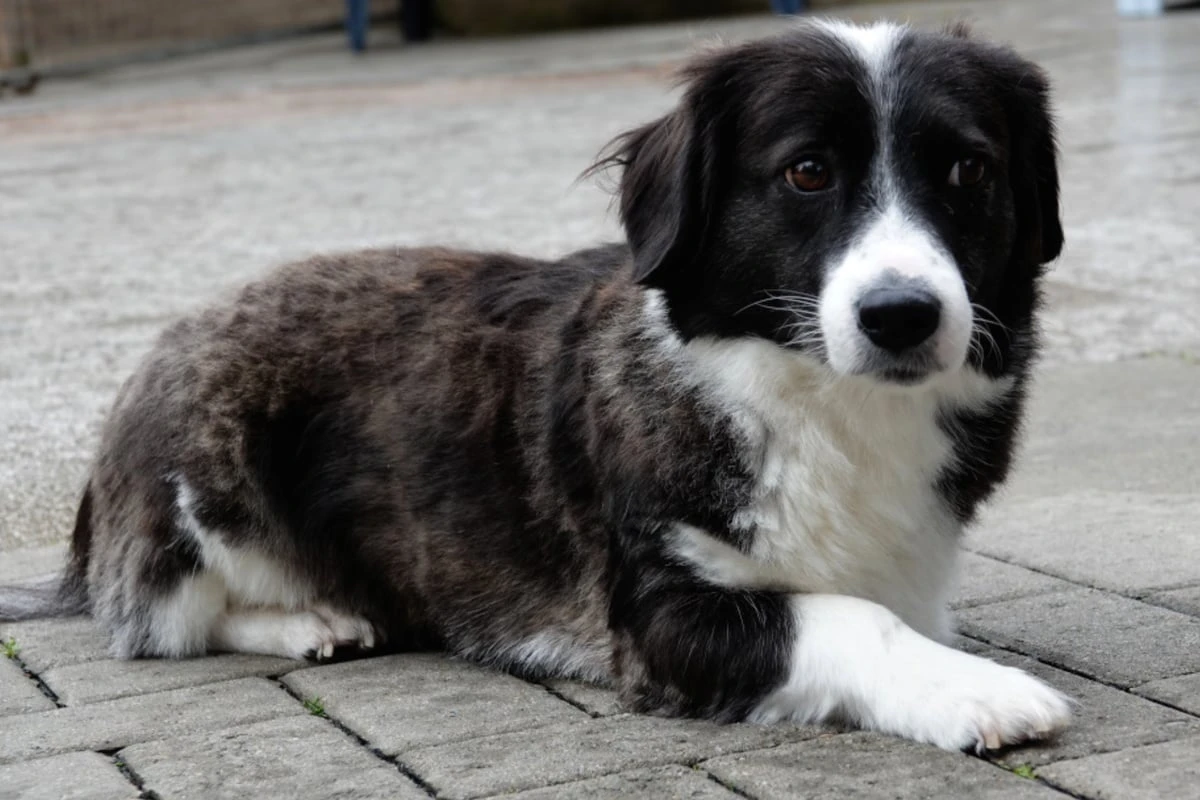 Erst verlor Betty ein Bein, dann ihr Frauchen: Bekommt sie eine zweite Chance?