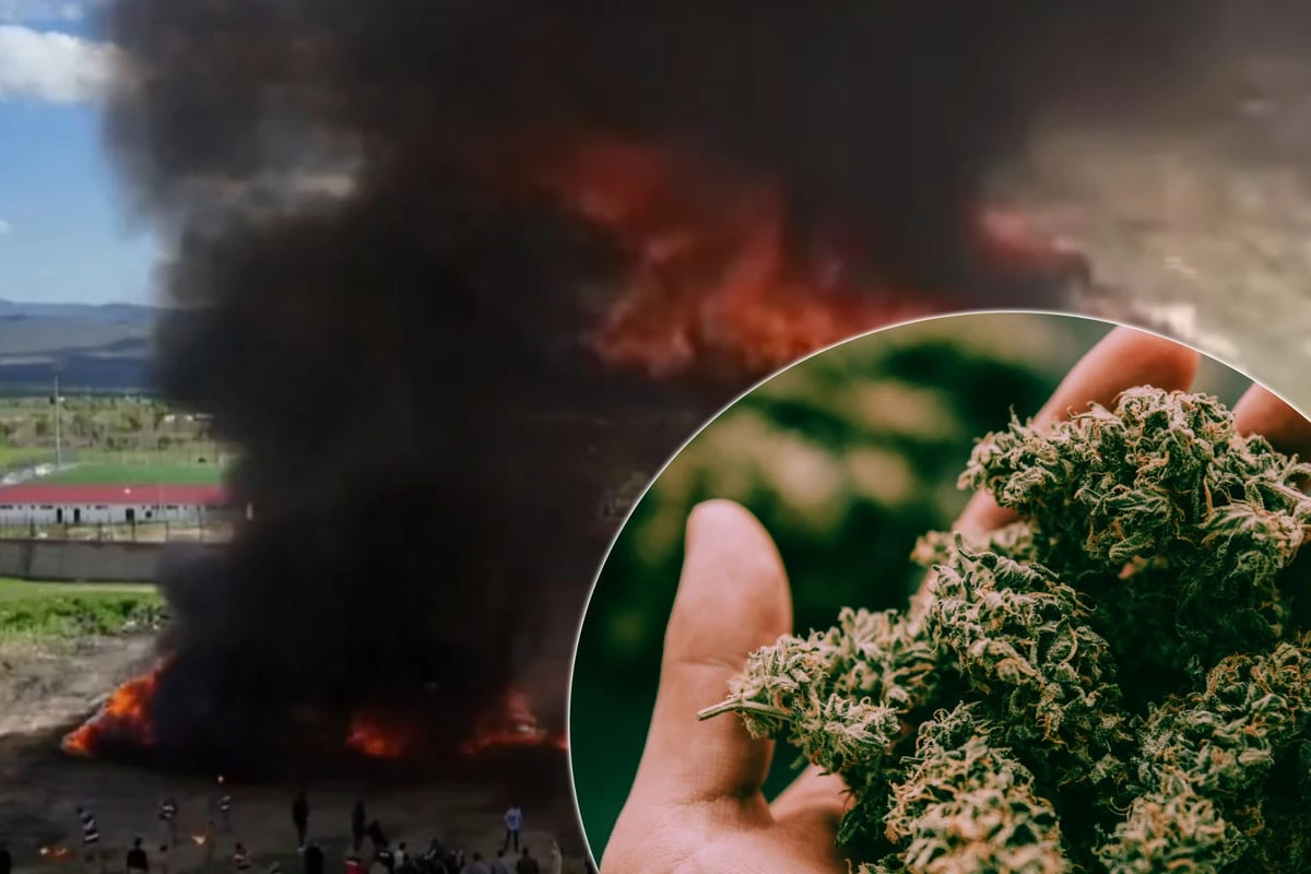 Polizei verbrennt 20 Tonnen Marihuana inmitten von Stadt: Kompletter Ort fünf Tage high