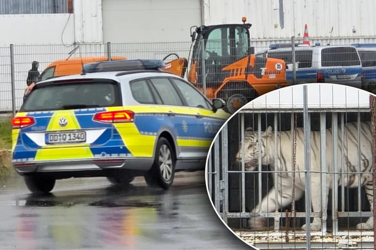 Polizei und Veterinäramt im Großeinsatz bei Leipziger Tiger-Queen!