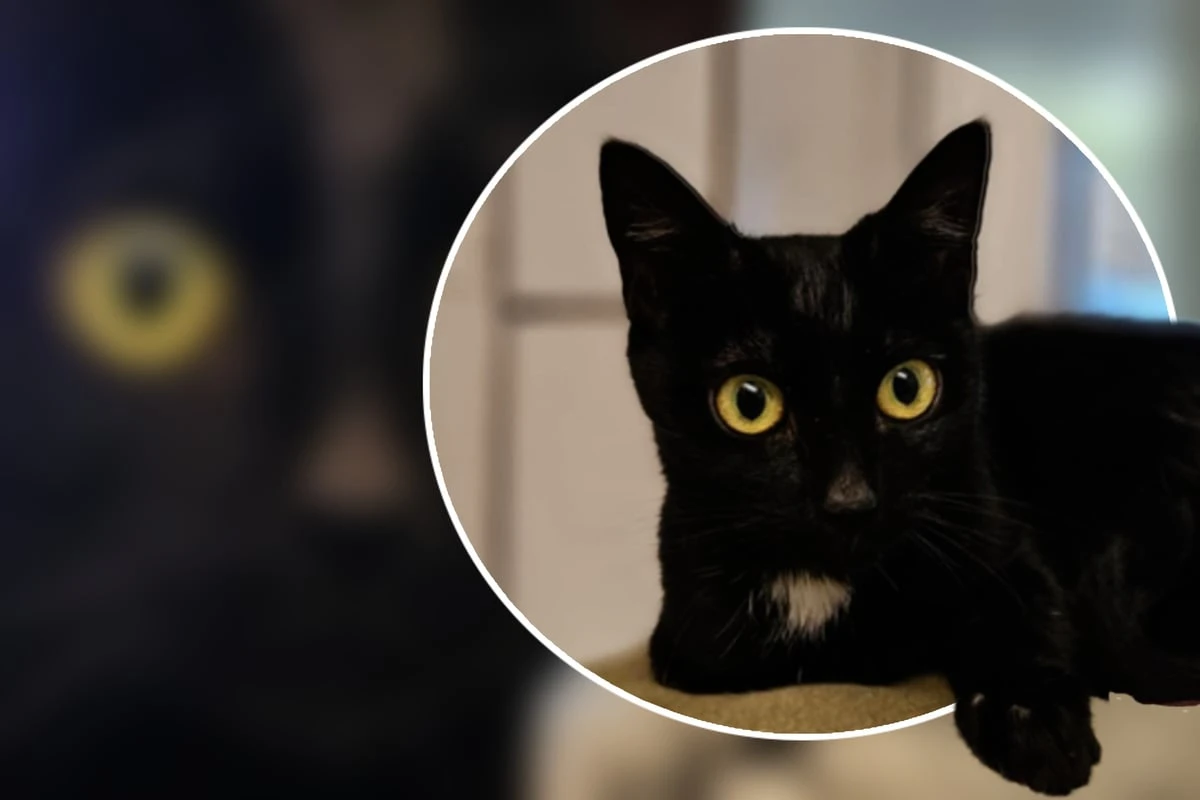 Eine Katze zum Verlieben: Die kleine Mika möchte gerne adoptiert werden
