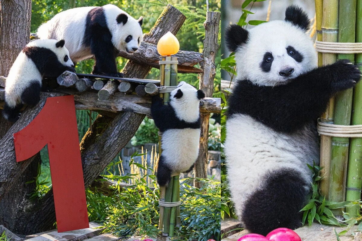 Panda-Zwillinge Leni und Lotti feiern ersten Geburtstag: Was es wohl an Geschenken gab?