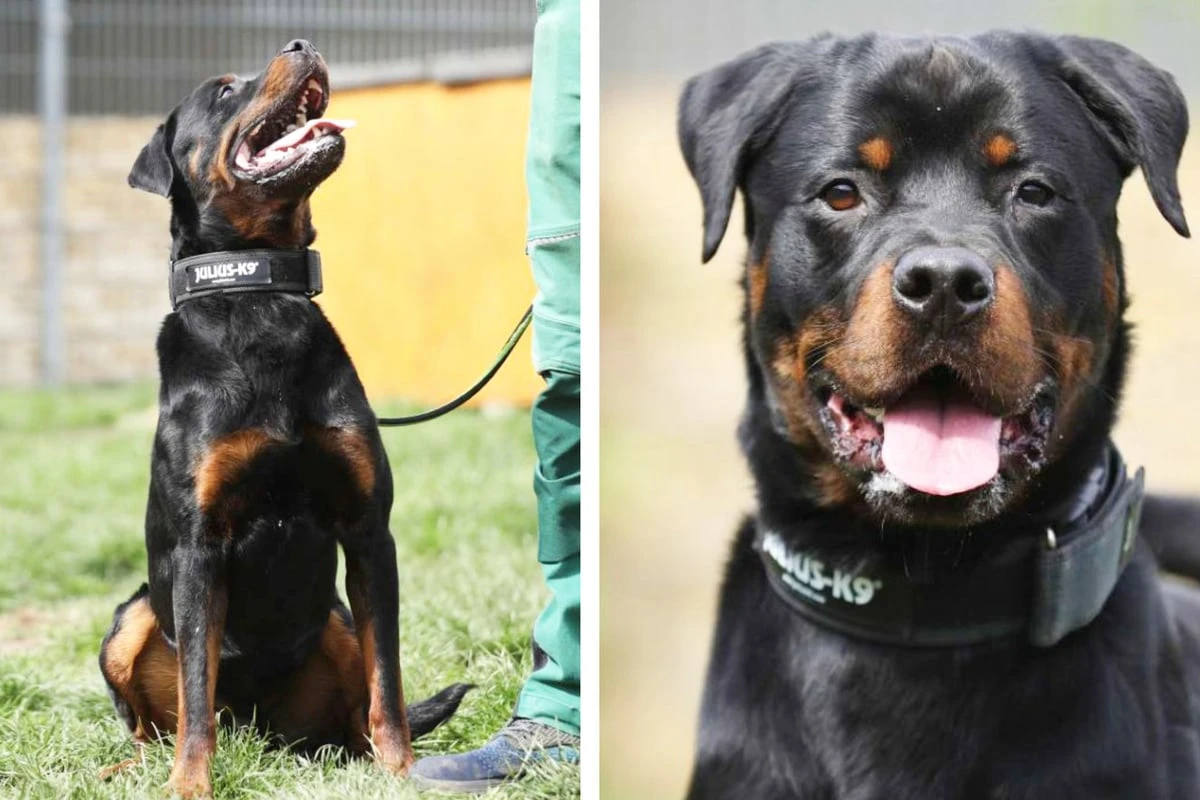 Sensibler Hund machte fatalen Fehler: Gibt es eine zweite Chance für Fino?
