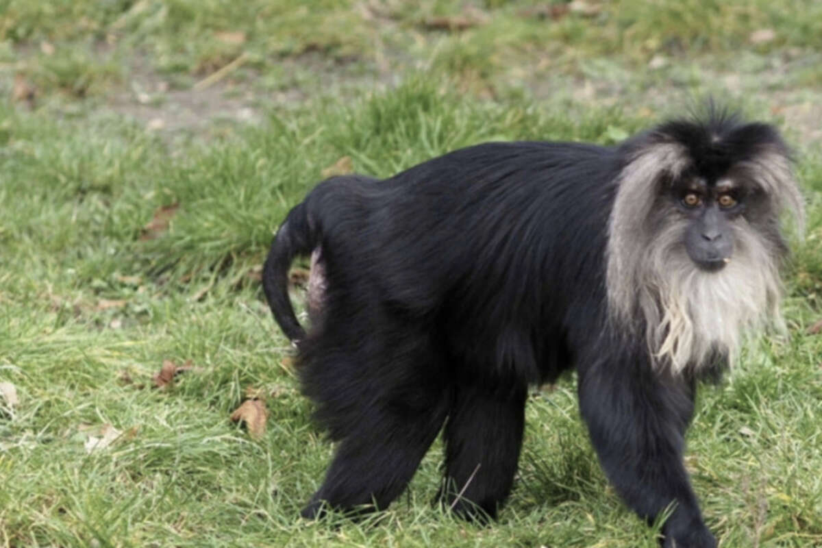 Affendame Ruma aus Leipziger Zoo entführt: Drei junge Männer in Chemnitz vor Gericht