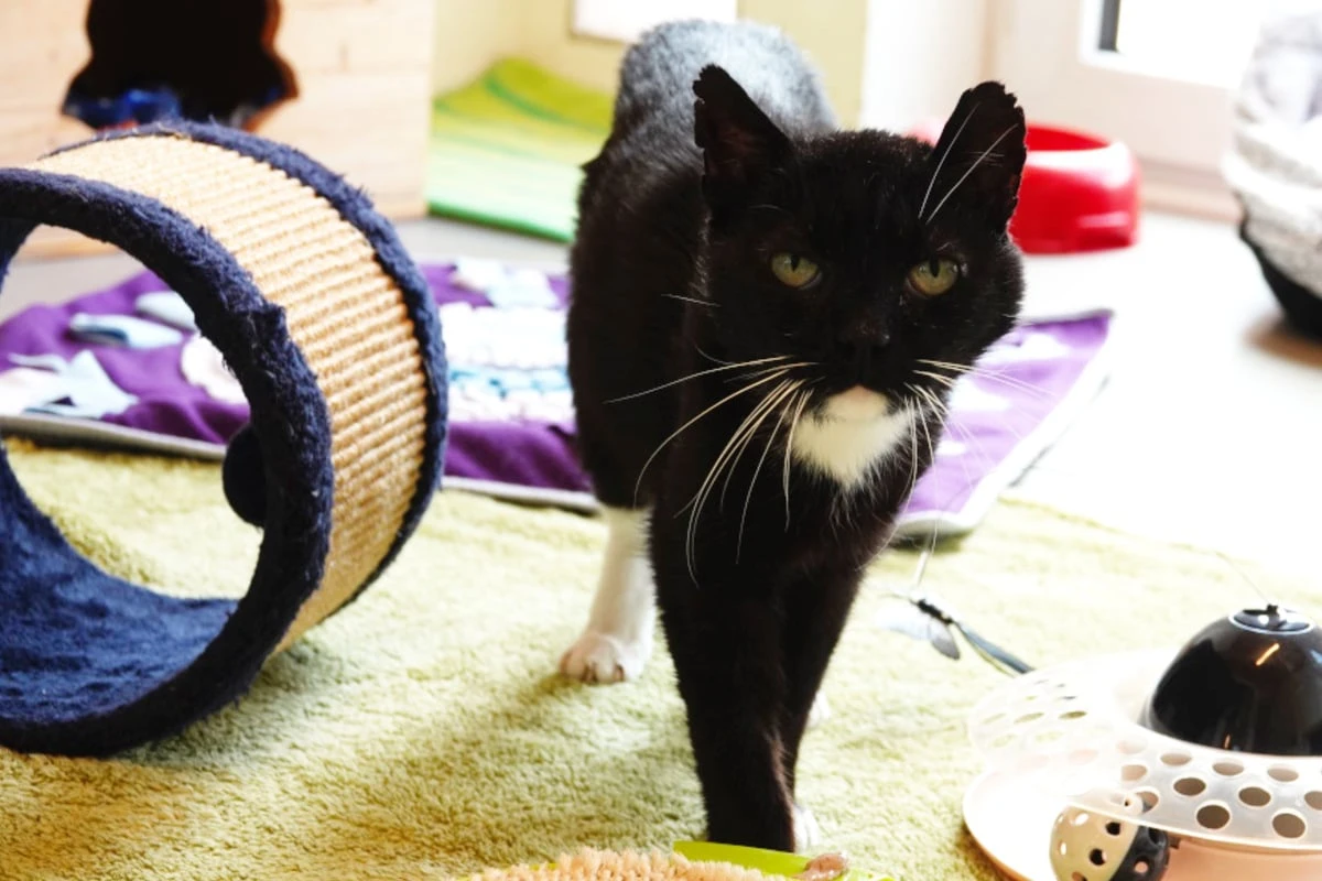 Seit Jahren im Tierheim: Der scheue Karasu sucht ganz spezielle Menschen