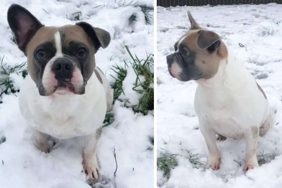 Hund Brutus sucht Menschen, die ihn lesen können: Gibt es ein Happy End?