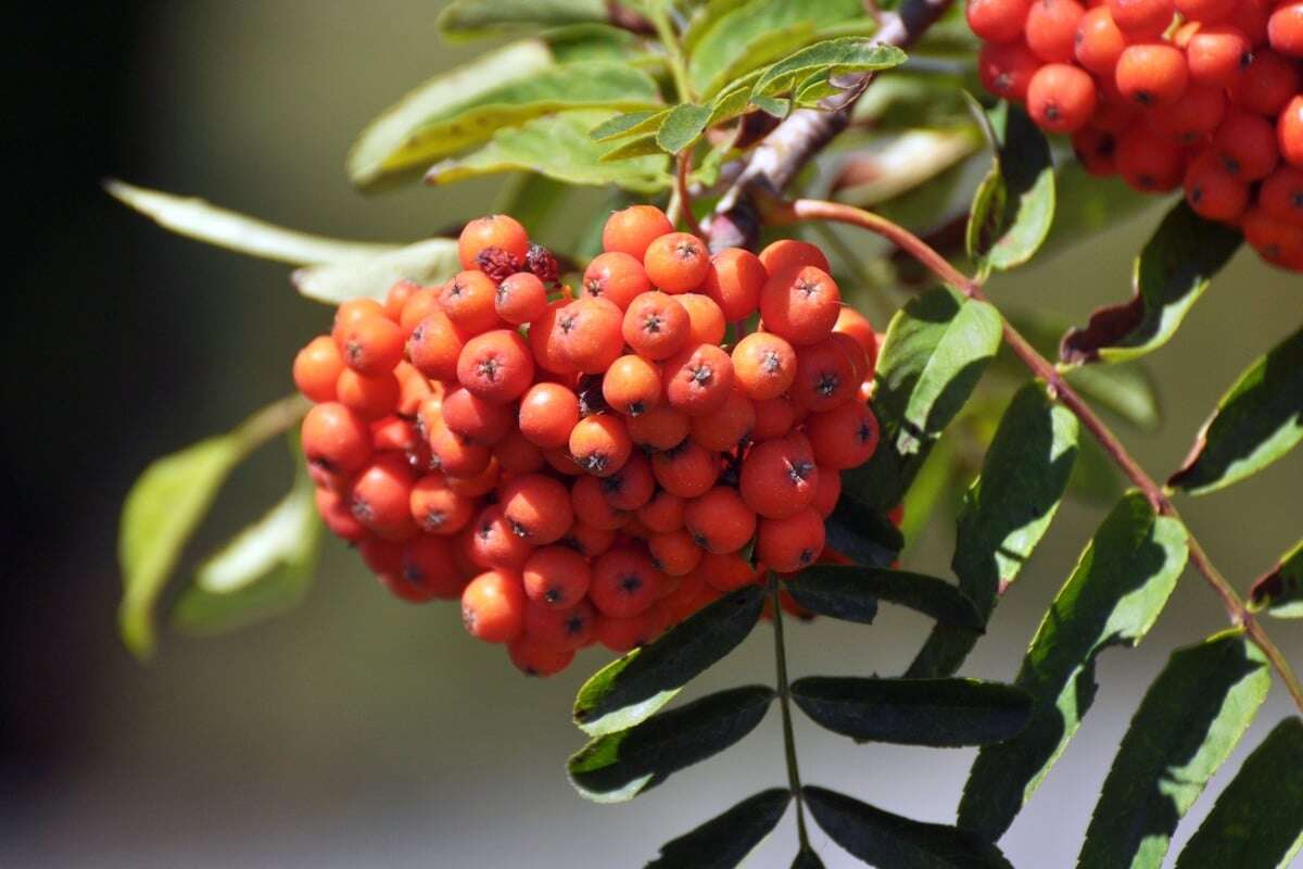 So giftig sind Vogelbeeren wirklich