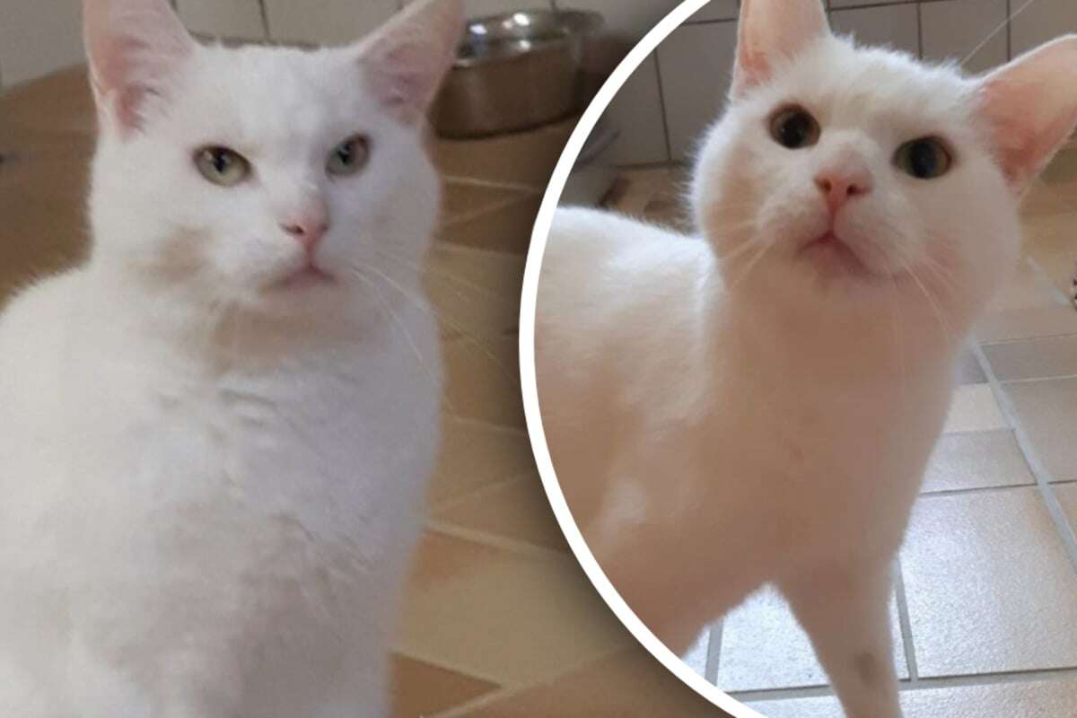 Knut wurde nie vermisst: Schneeweißer Kater sucht liebevolles Zuhause