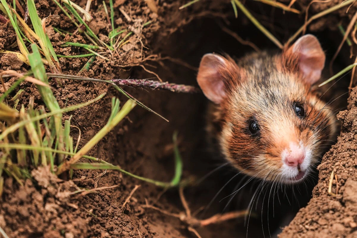Zurück auf dem Acker: Bedrohte Tierart in Nordsachsen ausgewildert
