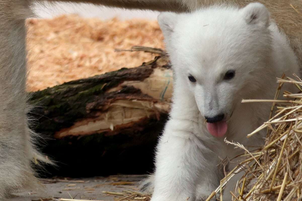 Ätsch! Ich bin der neue Star im Karlsruher Zoo