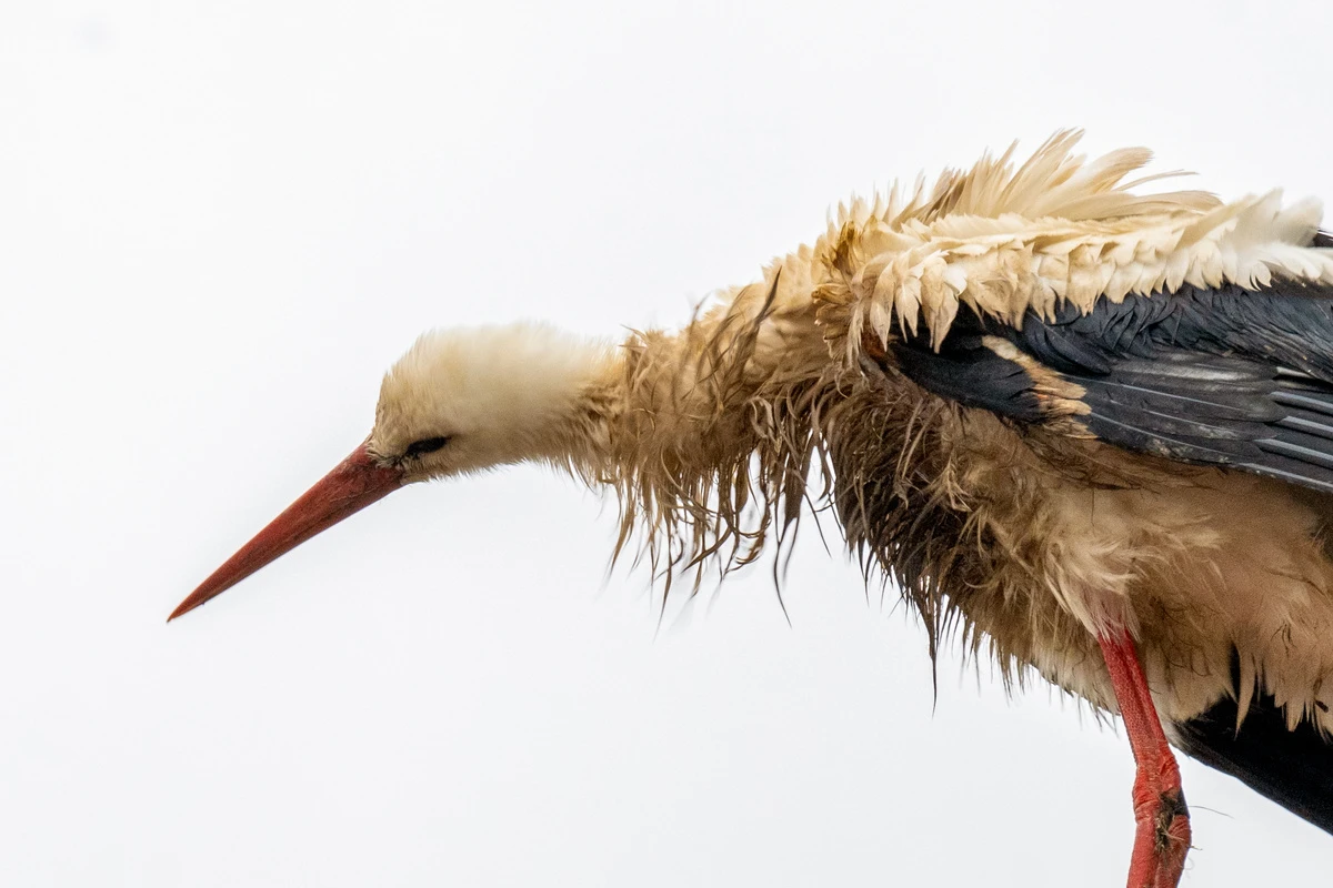 Tragödie im Tierreich: Hochwasser in Bayern vernichtet ganze Lebensräume!