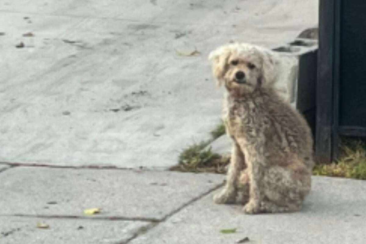 Hund am Straßenrand ausgesetzt - was er dann tut, bricht Herzen