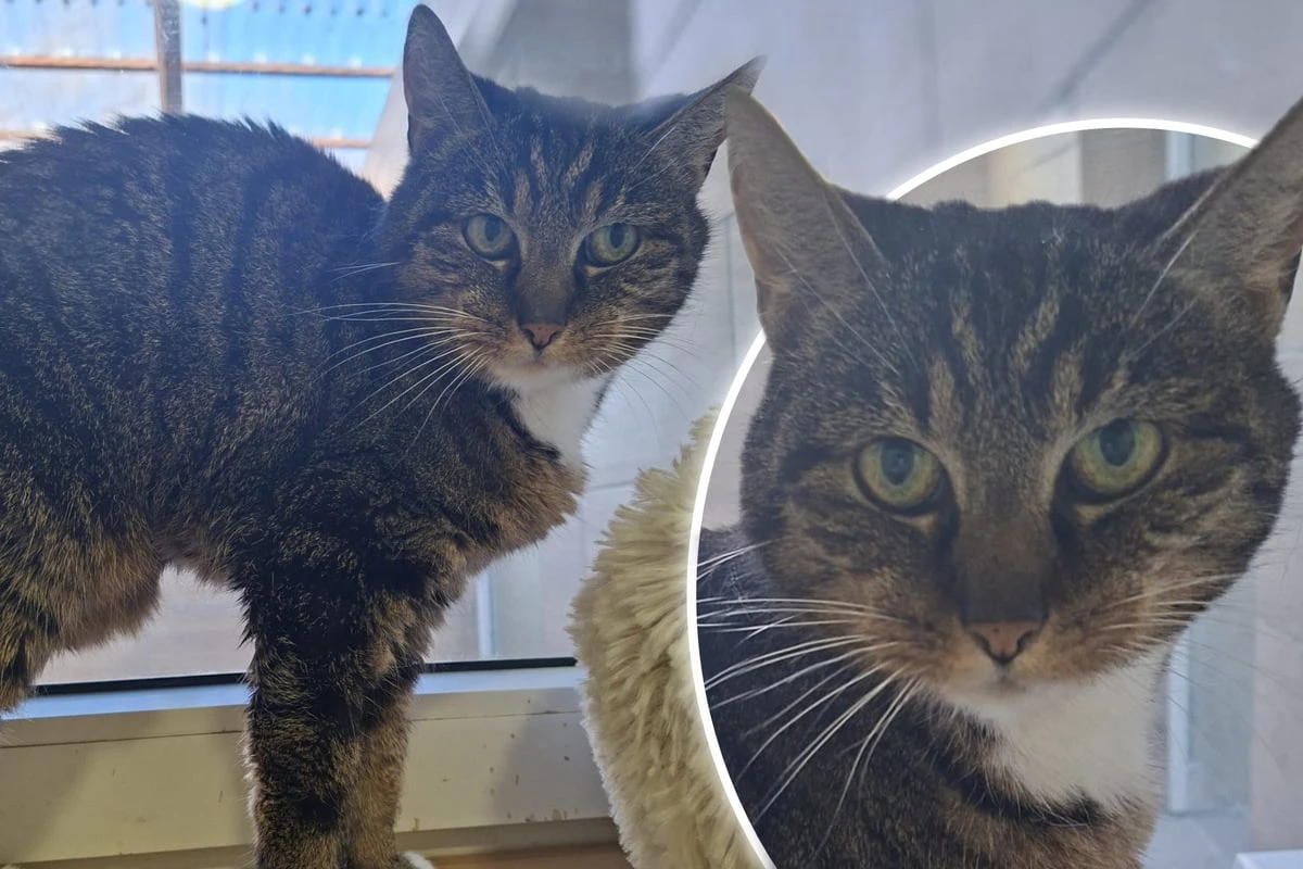 Katze Moni kämpfte sich zurück ins Leben: Jetzt sucht sie ein Zuhause