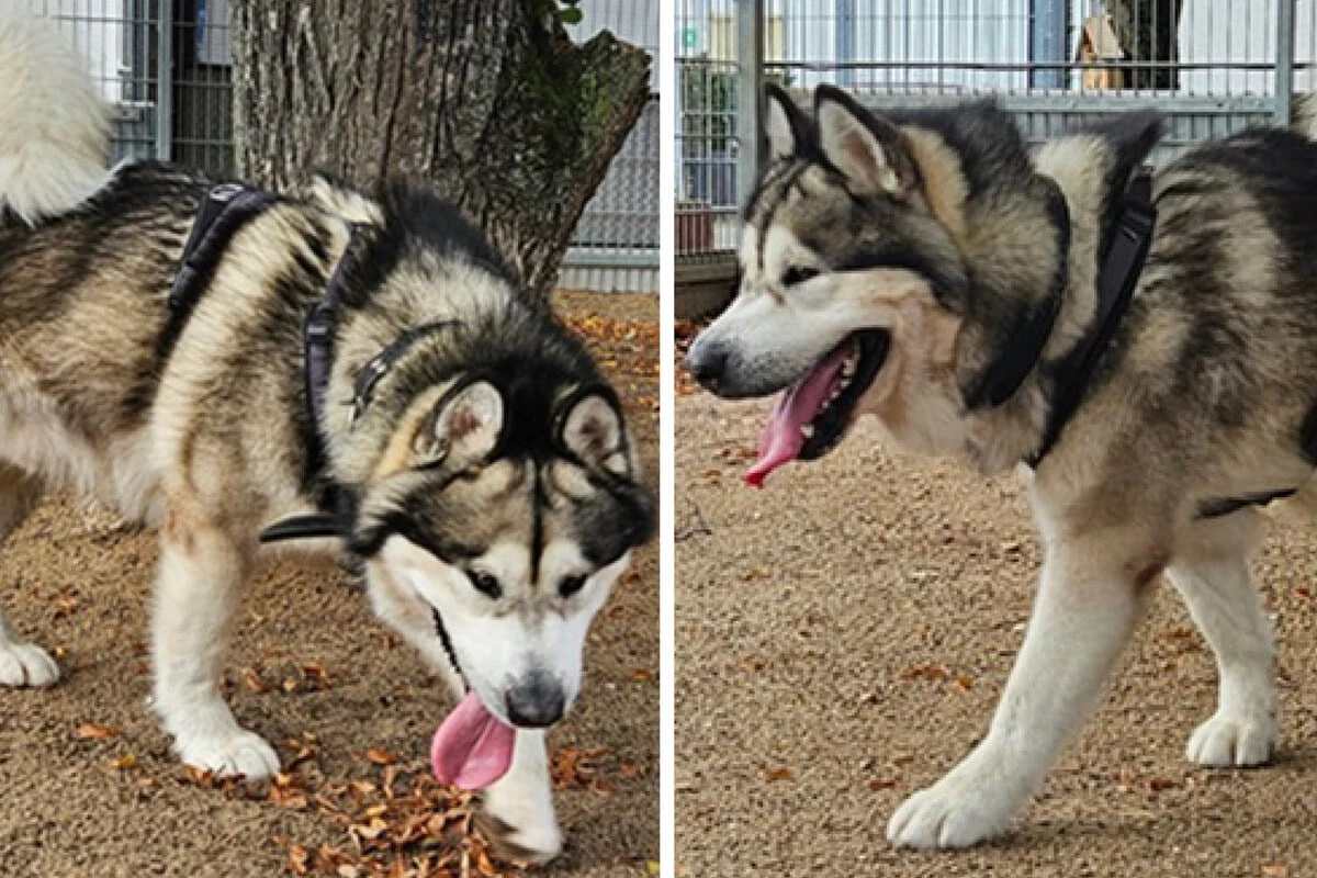 Niemand vermisst armen Malamute-Rüden: Was wird jetzt aus Kimbo?