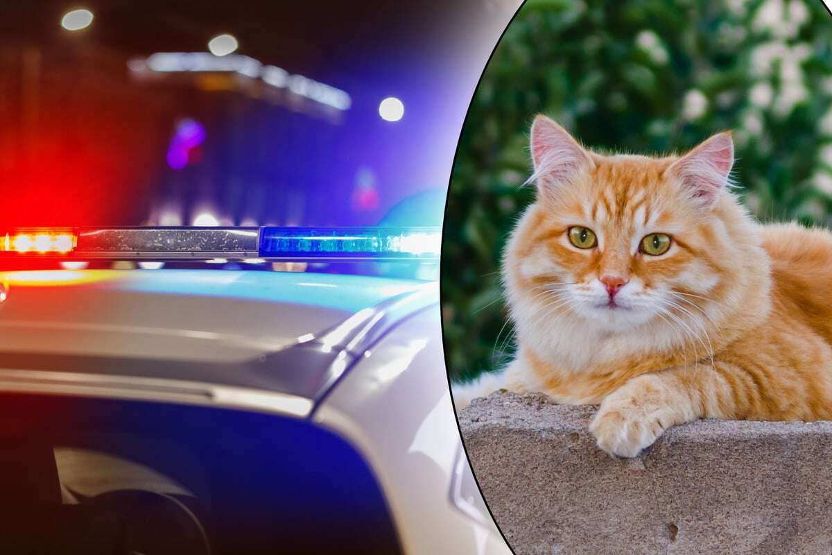 Schockierende Tat: 27-Jährige isst Katze – jetzt muss sie hinter Gitter!