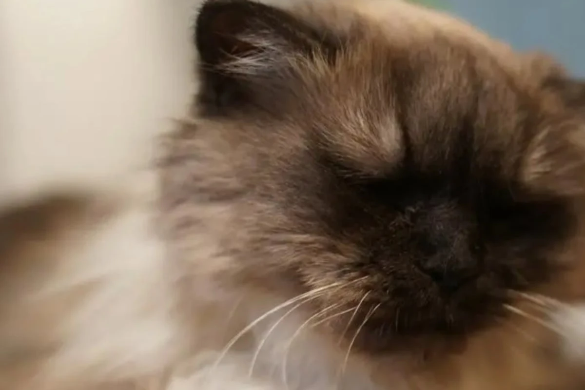 Sie will nicht im Tierheim sterben: Wer schenkt Katze Hiboux ein Happy End?