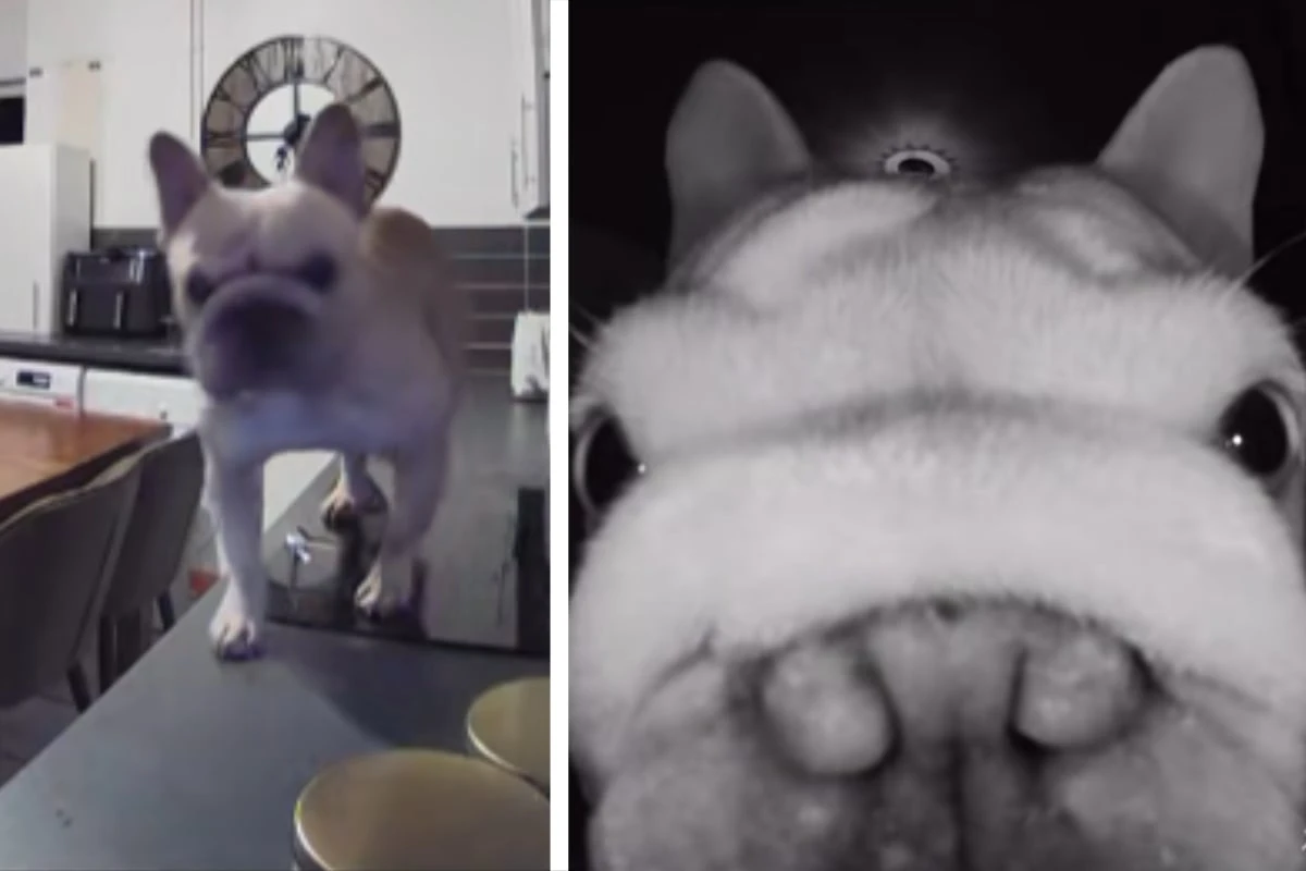Hundebesitzer sind außer Haus, dann werfen sie einen Blick in die Kamera