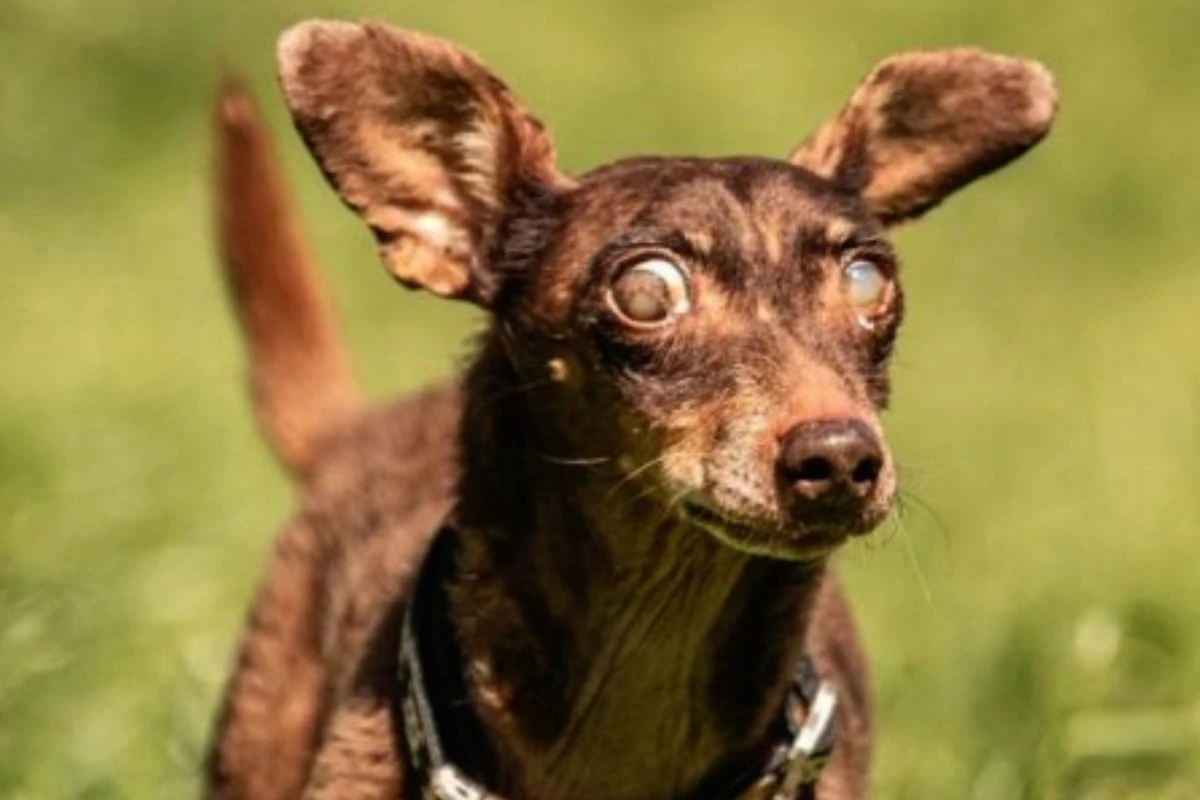 Was steckt hinter dem verrückten Blick von diesem Hund?