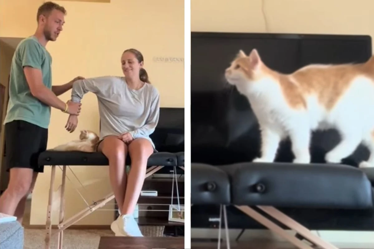 Paar nimmt Präsentation auf, dann macht ihre Katze einen Strich durch die Rechnung