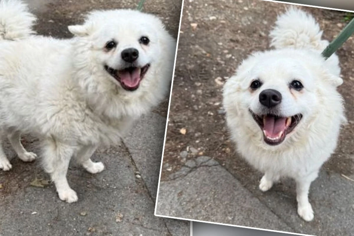 Tierretter sicher, dass dieser flauschige Hund vermisst wird: Doch dann kommt alles anders