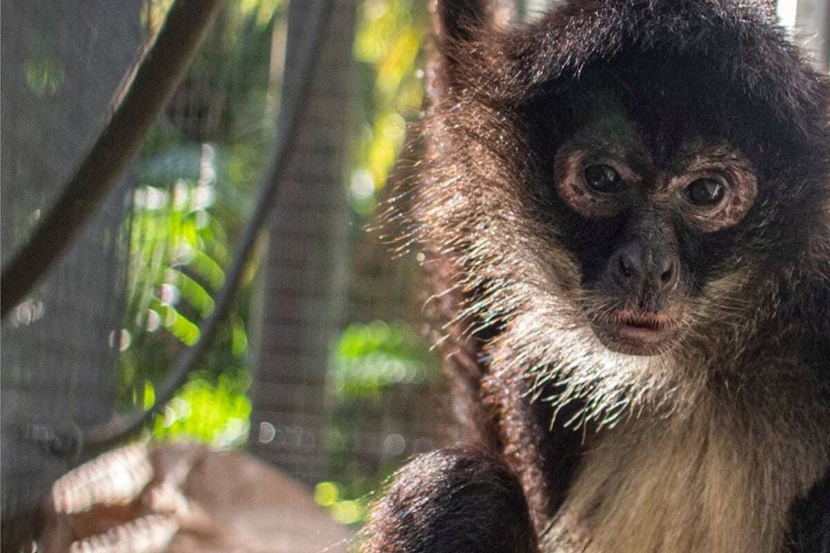 Klammeraffe bricht sich den Arm, dann muss eine drastische Entscheidung gefällt werden