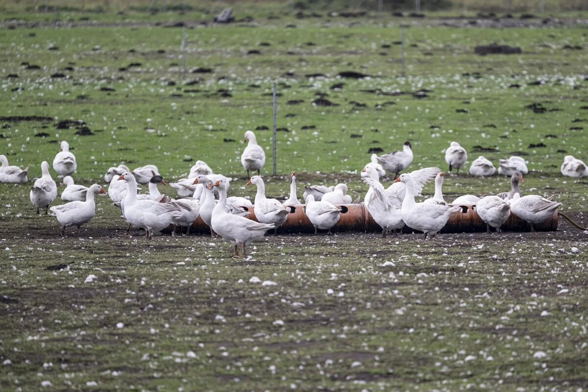 Brandenburg erlebt schlimmsten Ausbruch der Vogelgrippe: 5000 Gänse sterben