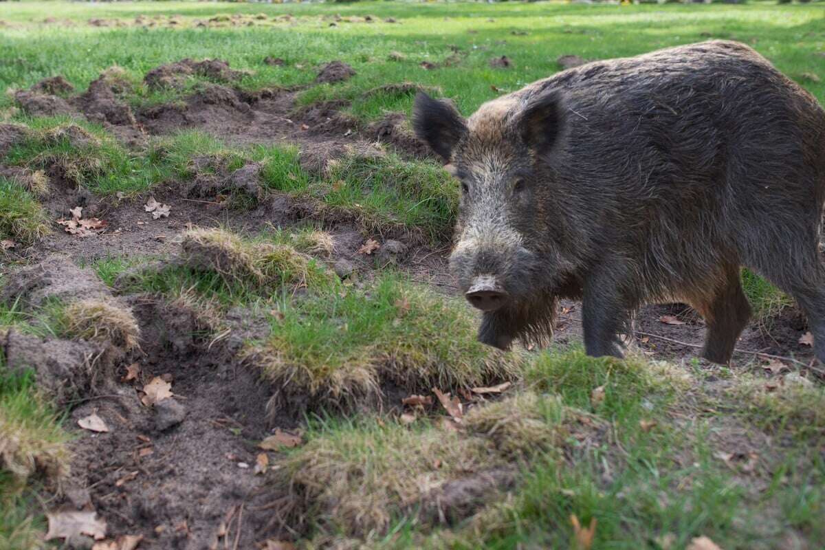 Mit diesen Maßnahmen lassen sich Wildschweine vertreiben