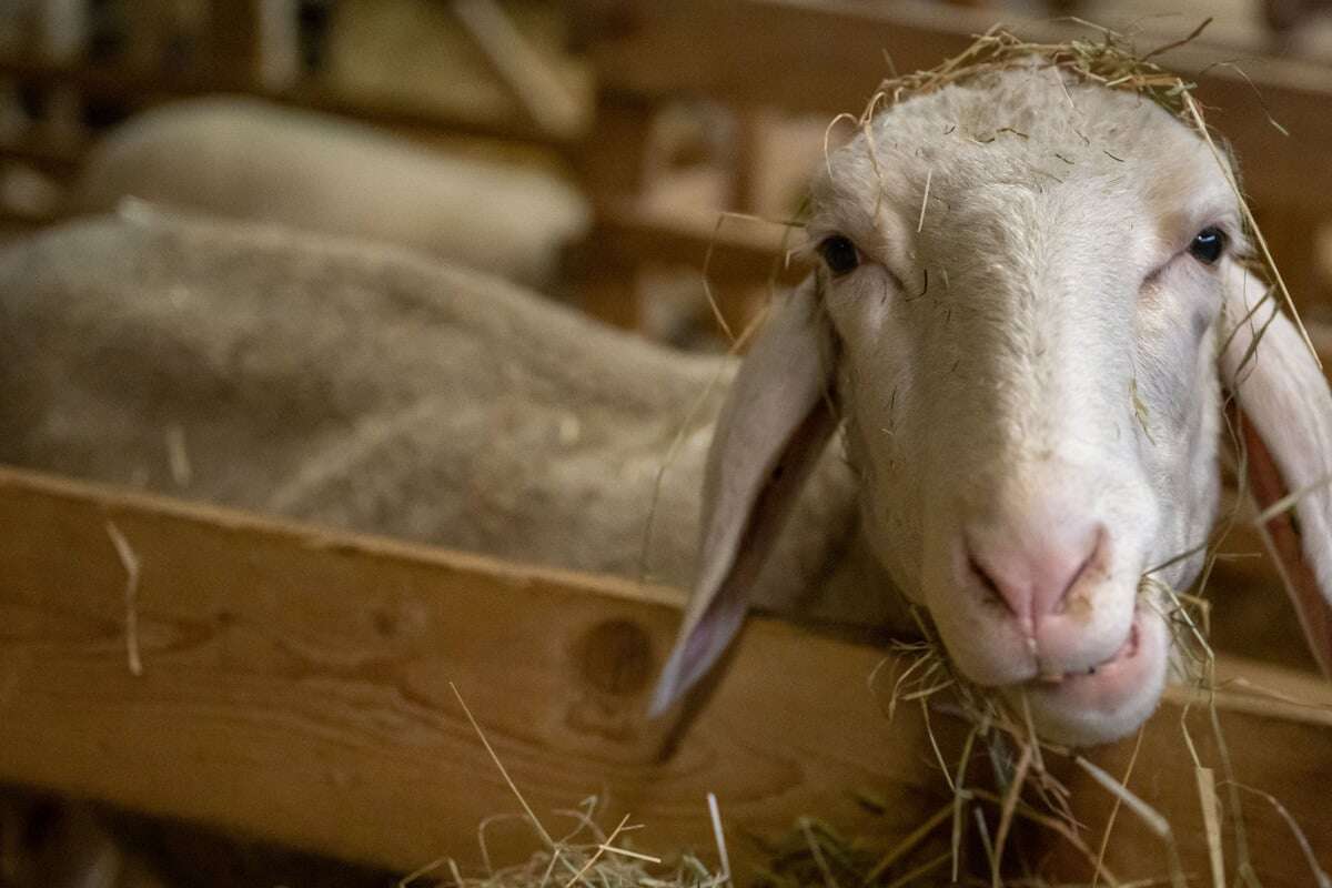 Nach Fund Hunderter verwahrloster und toter Schafe: Neue Details zur Tierhalterin