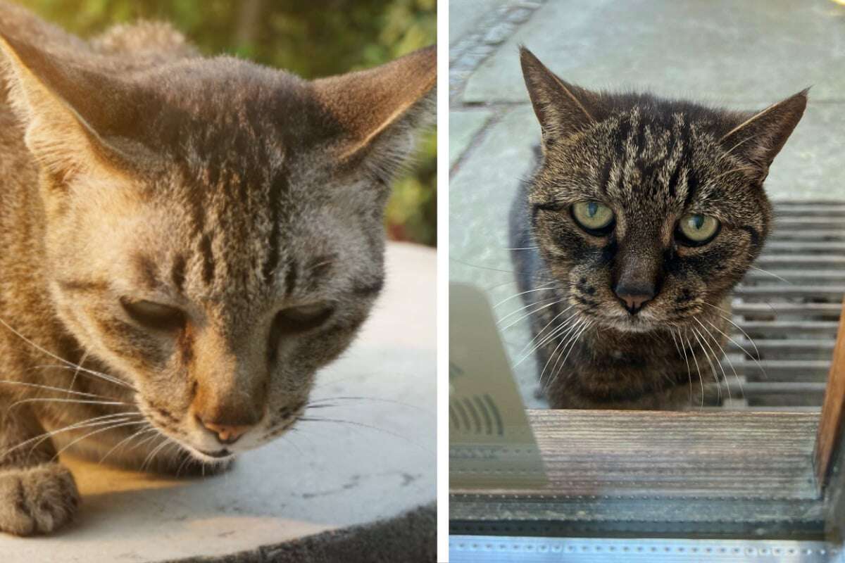 Katze mit Alzheimer vergisst immer wieder, wo sie wohnt