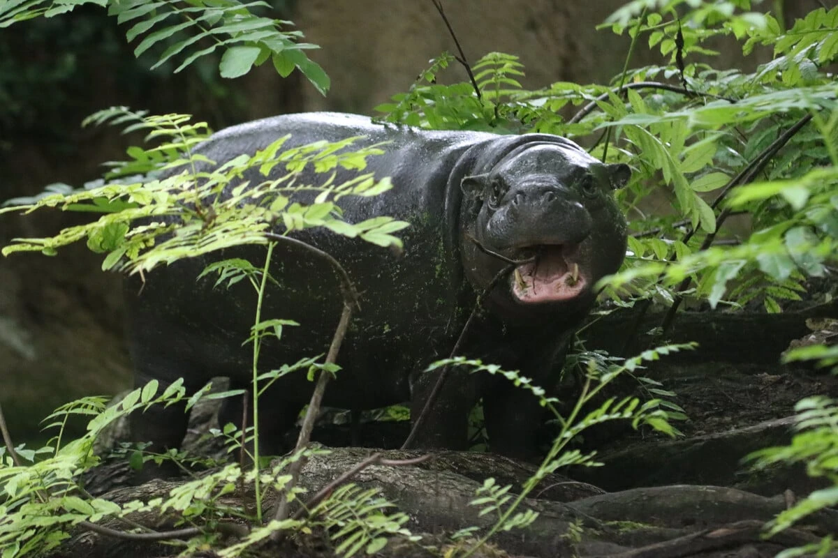 Tschüss, Toni: Berlins beliebtes Mini-Hippo geht auf große Reise