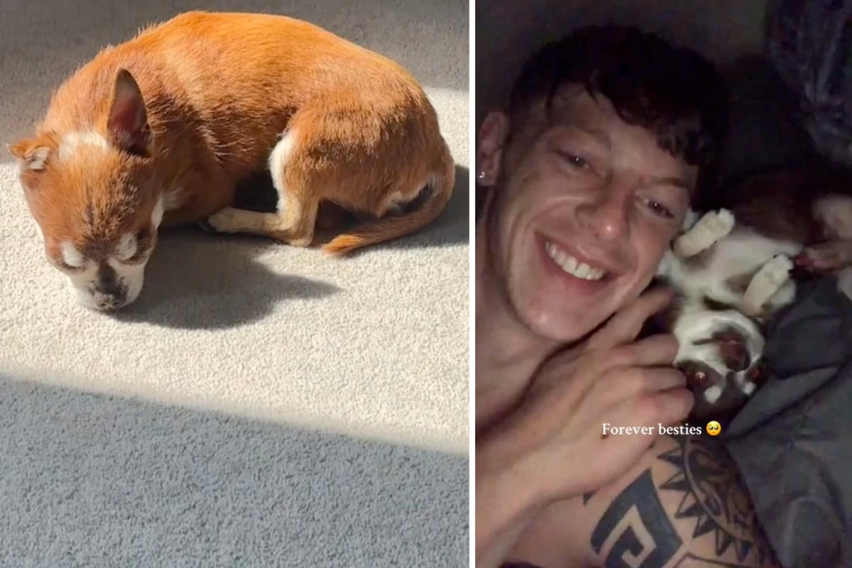 Besitzer stirbt vor zwei Jahren: Wie sein Hund noch heute auf den Verlust reagiert, ist herzzerreißend