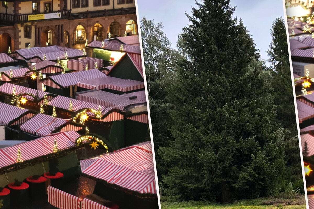 Ein 20 Meter hoher Sachse! Das ist Leipzigs Weihnachtsbaum 2024