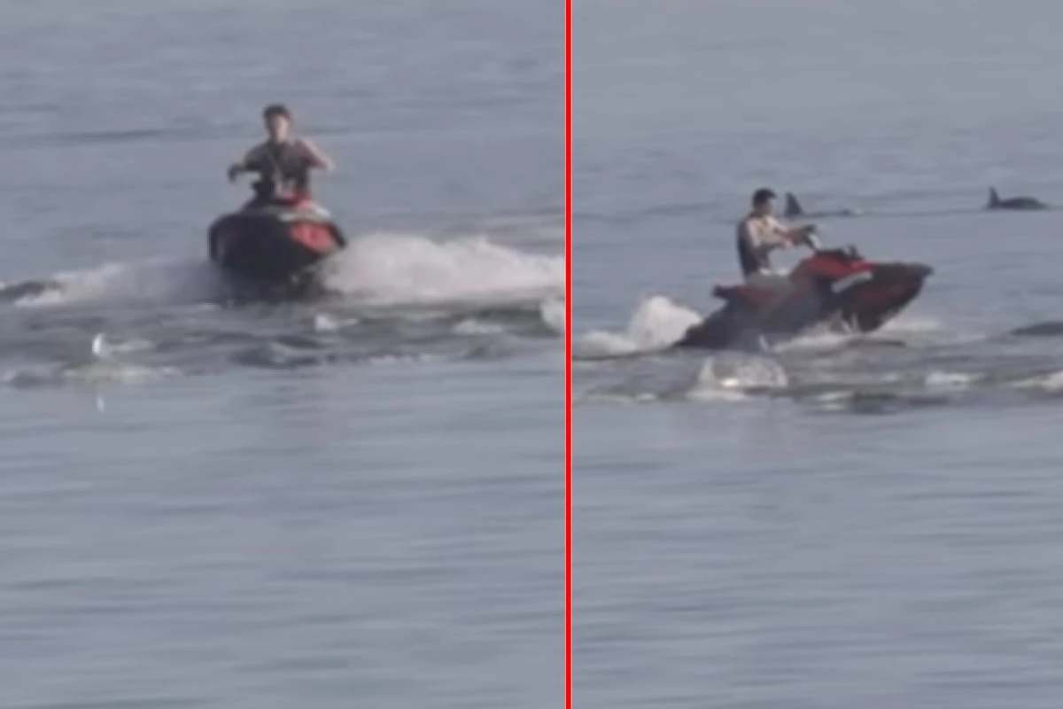 Jetski-Fahrer rasen durch Delfin-Gruppe: Das droht den beiden Männern jetzt