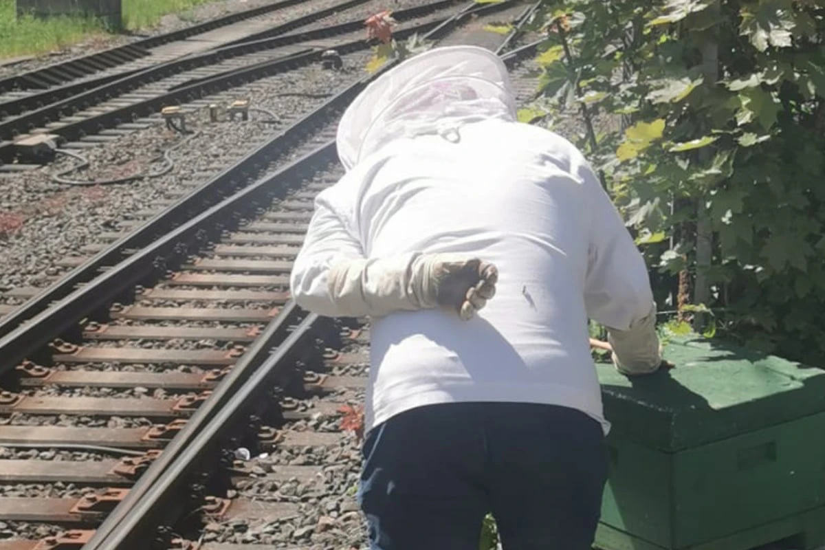Verirrte Tiere lösen Verkehrschaos aus: Polizei muss Reisende schützen