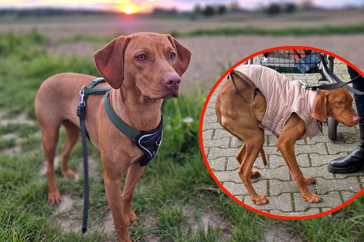 Ausgehungerte Hündin Bella: Gibt es jetzt doch ein Happy End?